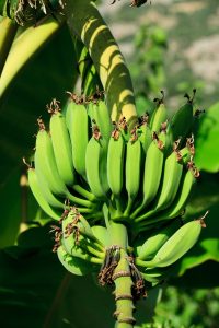 কলা | bananas